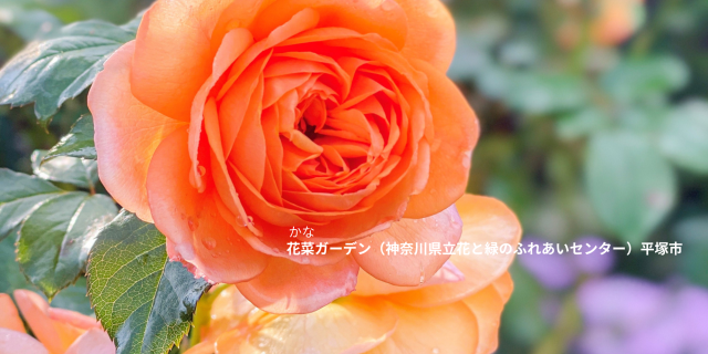 神奈川の秋バラ2026